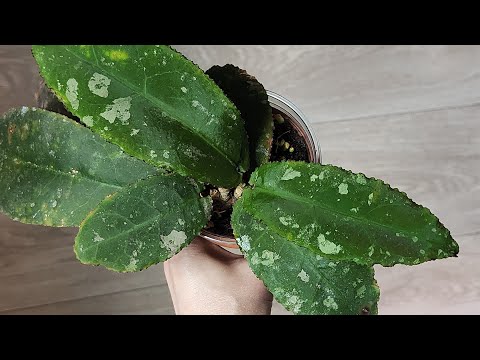 Видео: Новые хойи с авито и Индонезии... undulata red, clemensiorum, caudata и др. /июнь 2025/