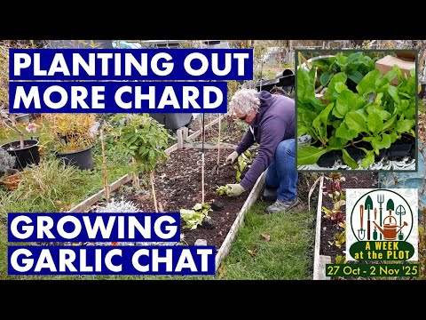 Видео: Посадка мангольда, промывка почвы с овощей и выращивание чеснока. Чат