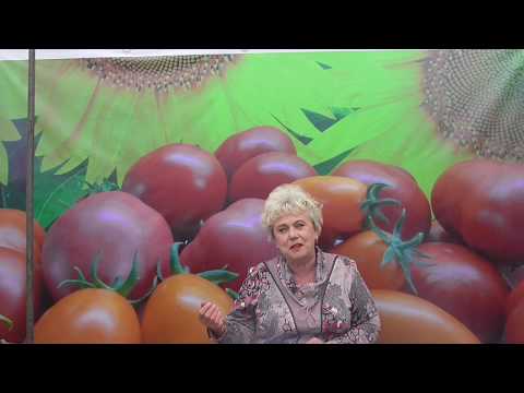 Видео: НУЖНО ЛИ СНИМАТЬ ЗЕЛЕНЫЕ ТОМАТЫ? Ольга Чернова.