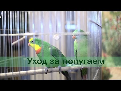 Видео: УХОД ЗА ПОПУГАЕМ: 5 золотых правил содержания