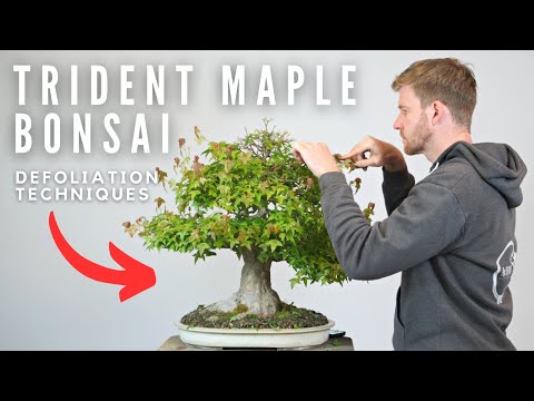 Видео: Методы дефолиации бонсай | Bonsai-U