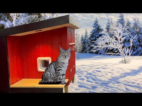 Видео: Я сделал самый лучший укрытие для кошек с подогревом! (сделай сам)