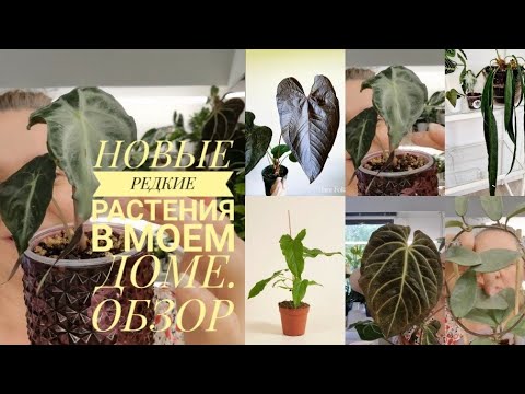 Видео: 🍀НОВЫЕ РЕДКИЕ РАСТЕНИЯ , ОБЗОР НОВИНОЧЕК 😍🍀