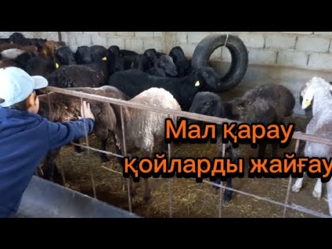 Видео: Мал жайғау. Қойларды қарау.#мал #farming #қой #animals #goat #қошқар #тоқты 