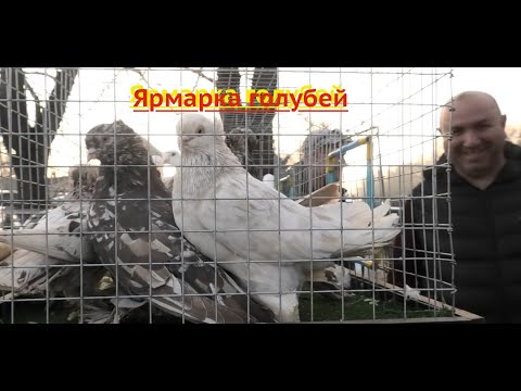 Видео: Ярмарка голубей в Кропоткин! 31.03.24г