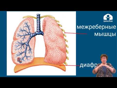 Видео: 3 класс / Родиноведение / Дыхание