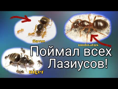 Видео: Поймал МНОГО лазиусов в Берлине!!!