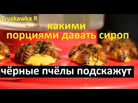 Видео: #Пчёлы. Сколько давать подкормки? Много или мало за раз. Когда давать и сколько. Сокращать или нет.