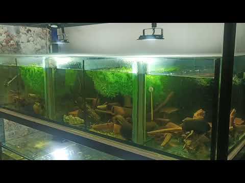 Видео: Первый нерест L 181сомов