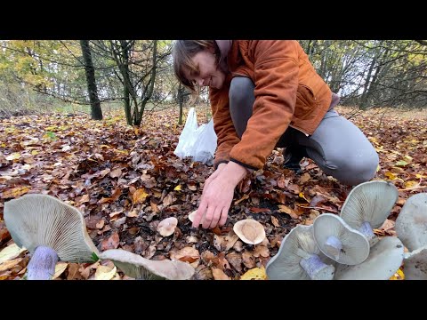Видео: Нарешті знайшла цілий клад грибів синьоніжок
