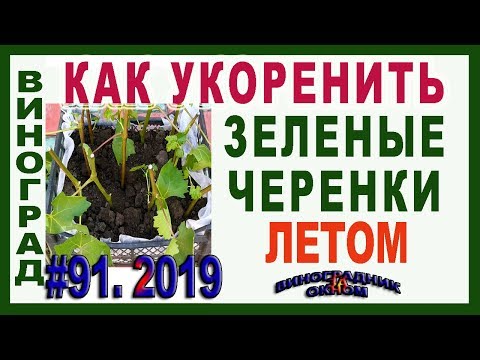 Видео: 🍇 Размножение винограда зелеными черенками летом. Выращивание саженцев из зеленых черенков.