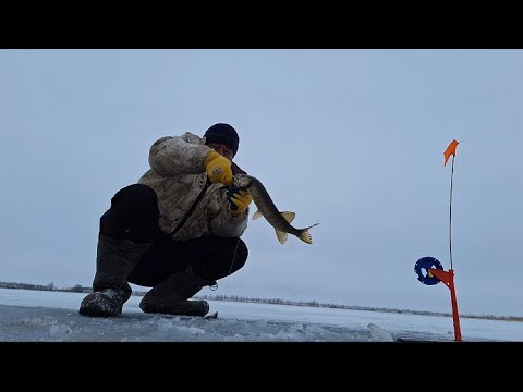 Видео: ПЕРВЫЙ ЛЕД. ОТКРЫТИЕ СЕЗОНА!!! ДАМСА. 14.11.2024г.