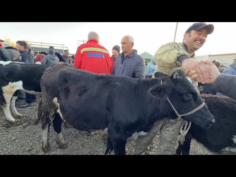 Видео: МОЛБОЗОРИ ШАХРИНАВ ЧЕПТУРА НАРХИ ДЕХКОН БОЗОР АКА БУЗ ГУСФАНД КУЙ КУЗИ 13 ноября 2025 г.