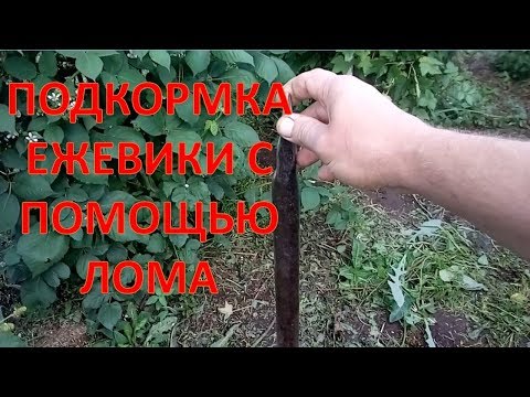 Видео: ОТ ТАКОЙ ПОДКОРМКИ ЕЖЕВИКИ БУДЕТ МОРЕ!!! Удобрение для ежевики. Выращивание ежевики.