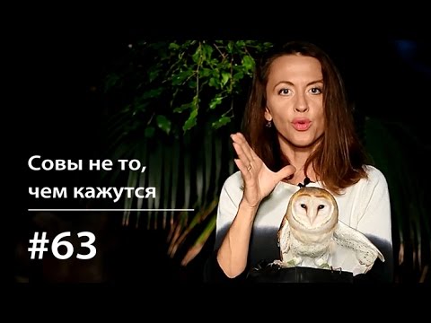 Видео: Совы не то, чем кажутся // Всё как у зверей #63