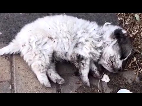 Видео: Заброшенный щенка, слабо дышав, трансформация после дома