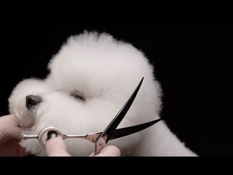 Видео: НОЖНИЦЫ ДЛЯ ГРУМИНГА / КАКИЕ НОЖНИЦЫ НУЖНЫ ГРУМЕРУ / КАК ВЫБРАТЬ НОЖНИЦЫ ДЛЯ ГРУМИНГА / DOG FASHION