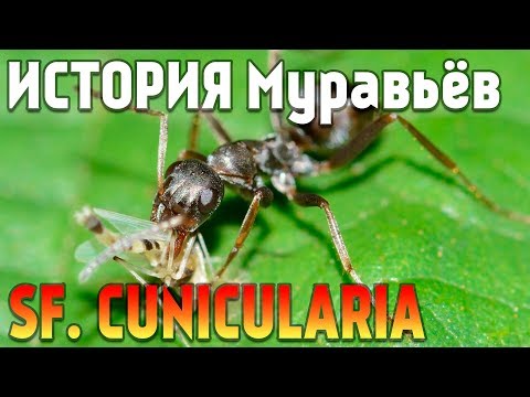 Видео: Serviformica Cunicularia - История моих муравьёв! (Содержание)