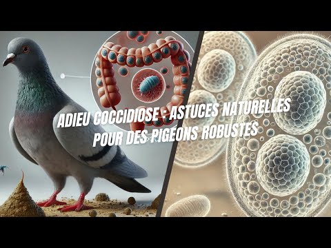 Видео: Прощай, кокцидиоз. Естественные советы для крепких голубей