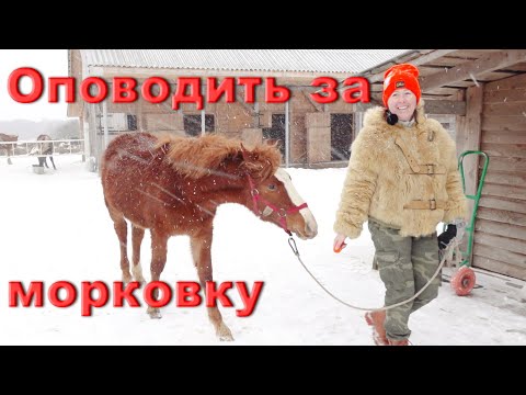 Видео: Оповоживание жеребёнка Кнопки. Лошадь заходит в помещение за морковку.