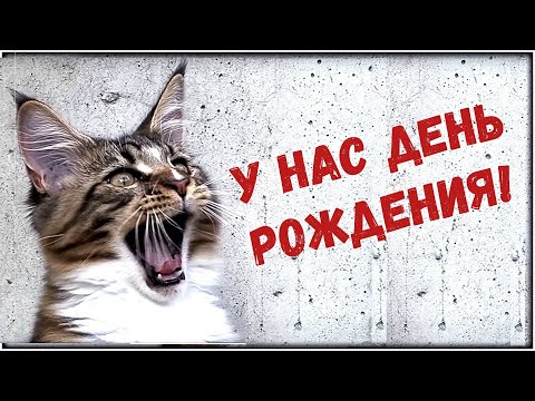 Видео: Котятам исполнился год! Праздничный выпуск.