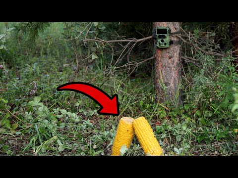 Видео: Оставил кукурузу в ГЛУХОМ лесу! Кто пришёл? 🌽