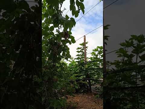 Видео: Карака блэк, ответы на вопросы.