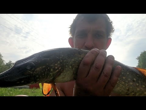 Видео: Р Дубна Щука Плотва Окунь клюёт рыбалка подмосковье