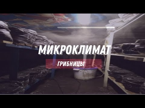 Видео: Обзор моей грибницы и немного о микроклимате!