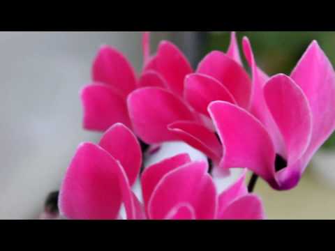 Видео: Цикламен. Уход в домашних условиях. [Надежда и Мир]