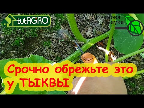 Видео: СРОЧНО ОБРЕЖЬТЕ ЭТО У ТЫКВЫ! Прокачка тыквы на урожай, сладость и отличное хранение.