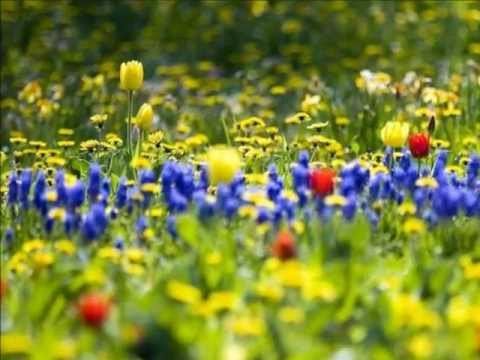 Видео: Елена Гудкова "Солнышко"