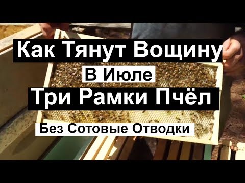 Видео: Пасека #87 Три рамки Пчёл а Вощину Тянут Быстро | Без сотовые Отводки | Пчеловодство