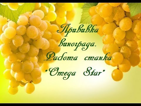 Видео: Прививка винограда. Работа станка «Omega Star»