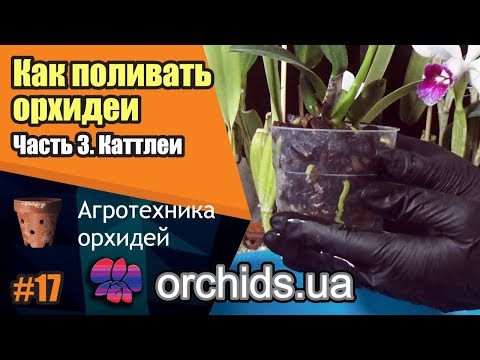 Видео: Как поливать орхидеи. Часть 3. Как поливать каттлеи (Cattleya).