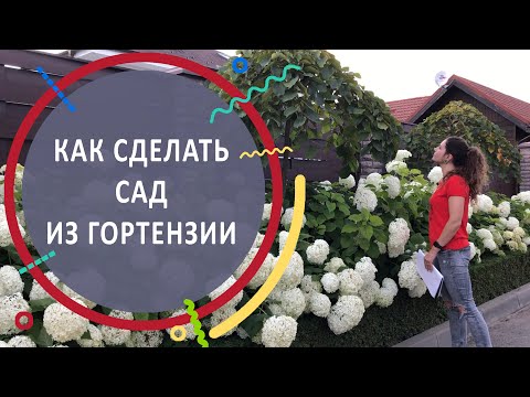 Видео: Как сделать сад из гортензии