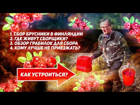Видео: СБОР БРУСНИКИ В ФИНЛЯНДИИ