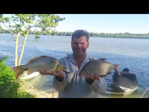 Видео: Рыбалка на Дунае - сазан, сом, судак, жерех, лещ, рыбец, чехонь! Клев как из пулемета!