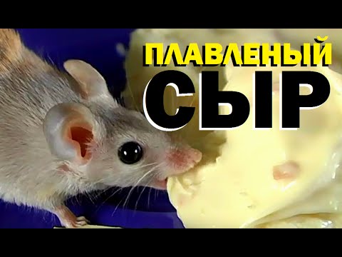 Видео: Галилео. Плавленый сыр
