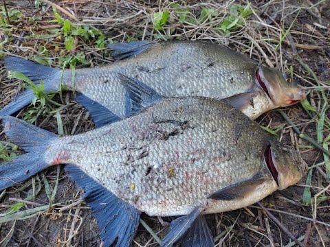 Видео: Ловля леща в мае. Западная Двина.Daugava.На Рыбалку, для души!!!