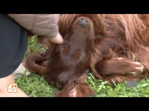 Видео: Ирландский красный сеттер | Элита