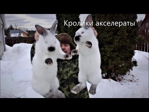 Видео: Отсадка КРОЛЬЧАТ % КРОЛИКИ АКСЕЛЕРАТЫ  выращиваются на улице РАЗВЕДЕНИЕ КРОЛИКОВ