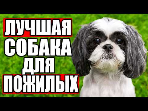 Видео: Топ 14 ЛУЧШИХ Пород Собак Для ПОЖИЛЫХ ЛЮДЕЙ!