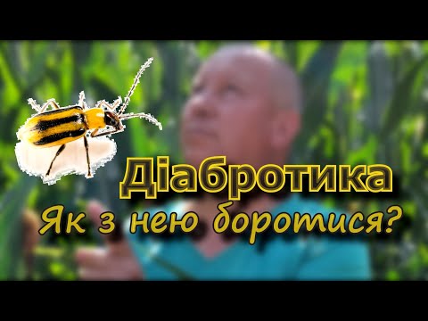 Видео: Діабротика. Як з нею боротися?