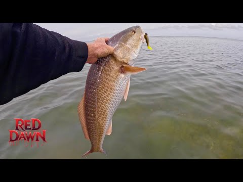 Видео: Медленный клев превратился в жаркий | Форель Topwater и бонусный красный