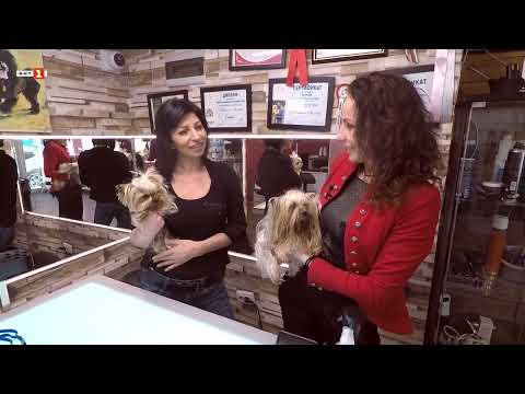 Видео: ЙОРКШИРСКИТЕ ТЕРИЕРИ АНДЖЕЛА И МОЛИ НА ГРУМИНГ