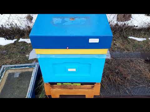 Видео: Осмотр пчел в декабре, убираю подмор, контроль кормов от 18.12.23