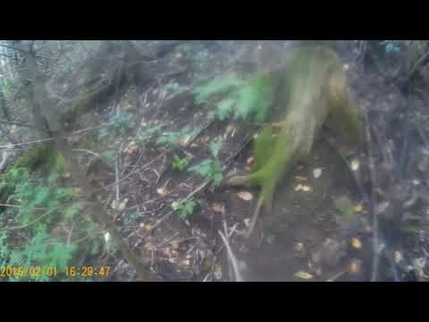 Видео: Охота на барсука, проверка нор и постановка капканов