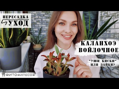 Видео: КАЛАНХОЭ томентоза (войлочное). Пересадка и уход