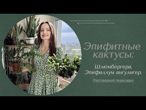 Видео: ЭПИФИТНЫЕ КАКТУСЫ: шлюмбергера, эпифиллум ангулигер. Разговорная пересадка.